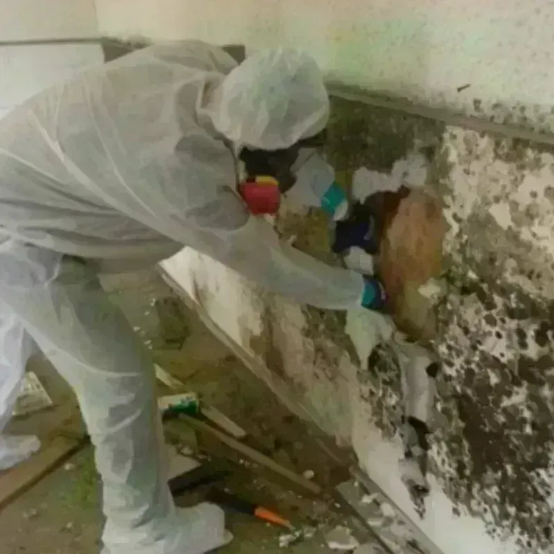 Mold Remediation and Removal in Pittston, ME